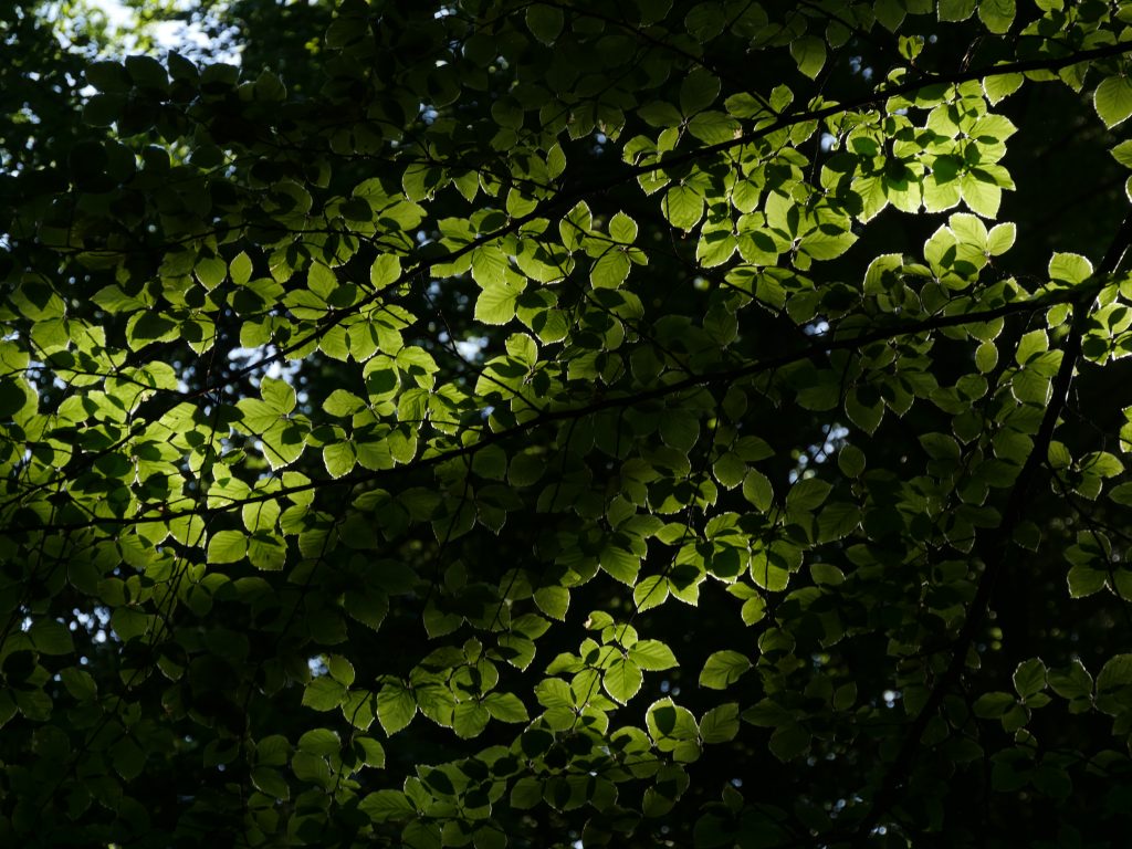 Frühsommerliche Buchenblätter im Bannwald Lüerdissen - Foto: Frank Möller