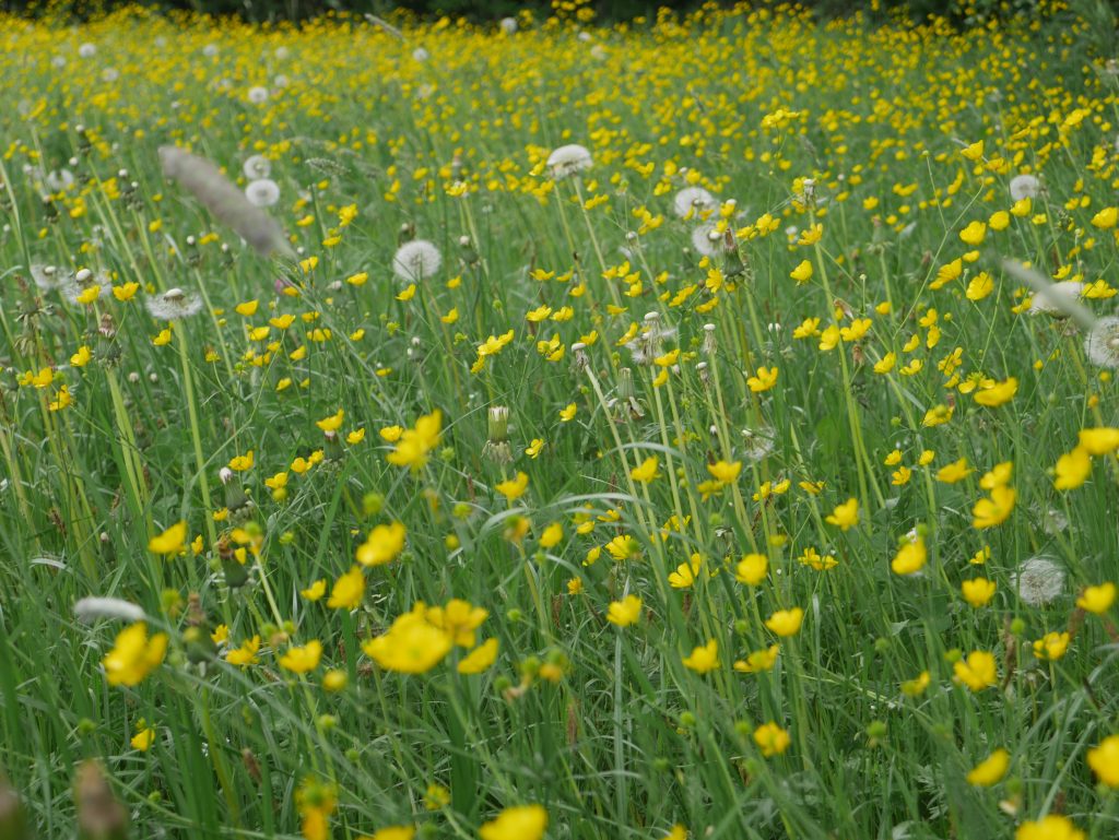 Wiese am Waldrand, Gars am Inn - Foto: A. Heuwinkel-Otter