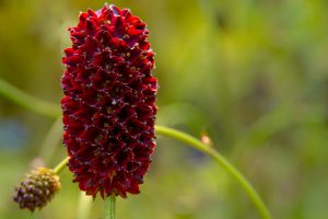 Foto: Angelica Jerzewski – Sanguisorba officinalis_Angelica Jerzewski