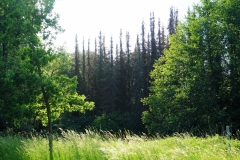 Fichtensterben, Brinkmesche am Oetternbach, Kreis Lippe, Stadt Detmold - Foto: Helmut Krüger, Juni 2020