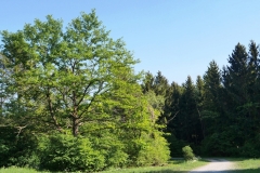 Eiche an der Ruderregattastrecke Oberschleißheim - Foto: Annette Heuwinkel-Otter