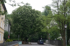 Stadtbäume im Osterwaldgarten, München- Foto: Annette Heuwinkel-Otter