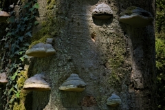 Baumpilze an einer Buche in einem Privatgarten in Oerlinghausen/Lippe - Foto: Frank Möller