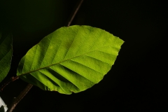 Buchenblatt im Teotoburger Wald - Foto: Frank Möller
