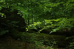 Bannwald Lemgo-Lüerdissen - Foto: Frank Möller
