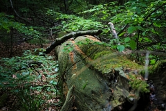 Lebendiges \"Totholz\" im Bannwald Lüerdissen - Foto: Frank Möller