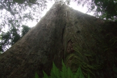 Eucalyptus Regnans - Otway National Park, Vic. Australien - Foto: Frank Möller