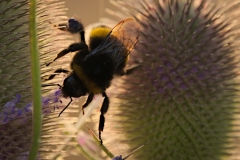 Foto - Frank Möller