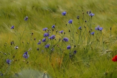 Kornblumen bei Schötmar - Foto: Frank Möller