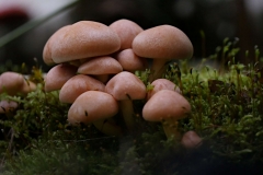 Foto - Frank Möller