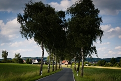 Typisch Lippische Birkenallee - Foto: Frank Möller