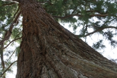 Sequoia Gigantea im Palaisgarten Detmold - Foto: Frank Möller