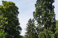 Sequoia Gigantea im Palaisgarten Detmold - Foto: Frank Möller