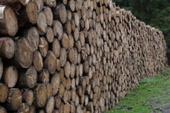 Ernte des Kahschlags - Teutoburger Wald bei Detmold - Foto: Frank Möller