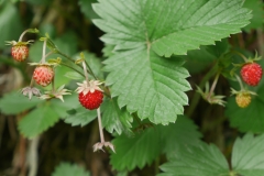 Walderdbeeren - Foto: A. Heuwinkel-Otter