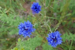Kornblumen - Foto: A. Heuwinkel-Otter