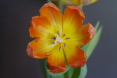 Tulpe - Foto: Annette Heuwinkel-Otter