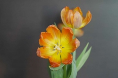 Zwei-Tulpen - Foto: Annette Heuwinkel-Otter