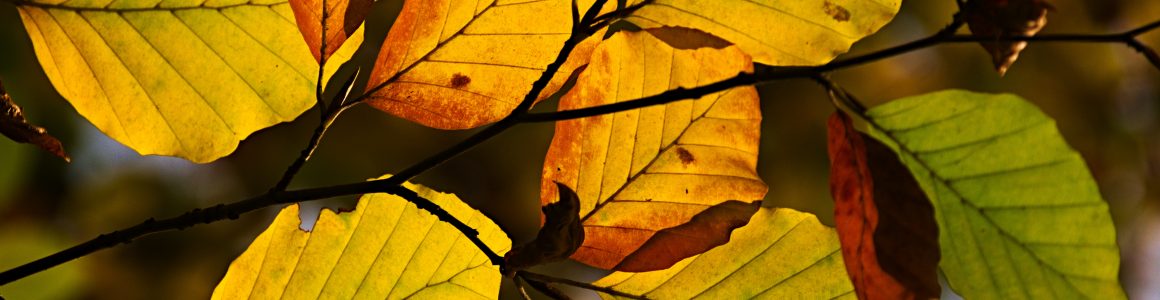 Netzwerk Baum- und Naturschutz